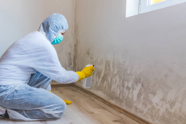 Licensed Mold Remediation service in Clementon, NJ - 24 Hour Mold Removal